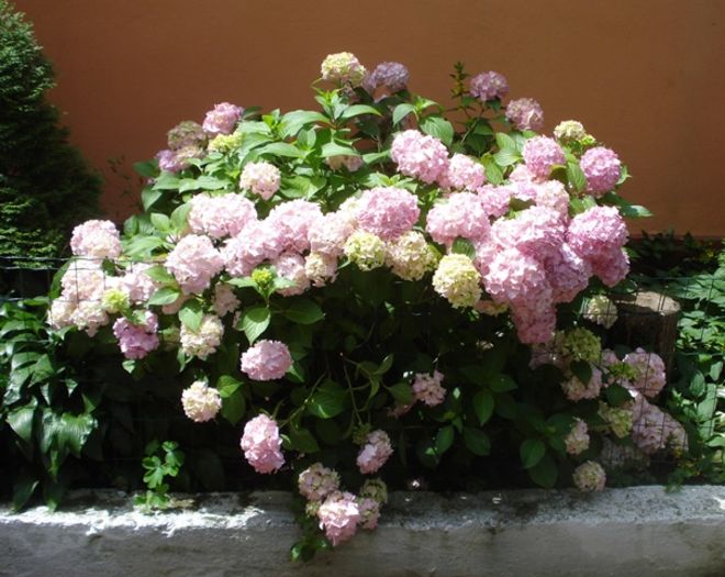 culorile lui iunie (1)