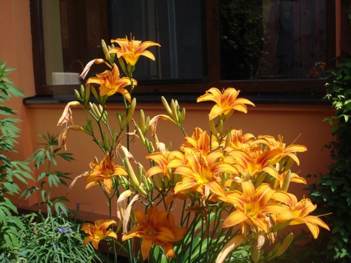 culorile lui iunie (3) - b 2016 - in exterior