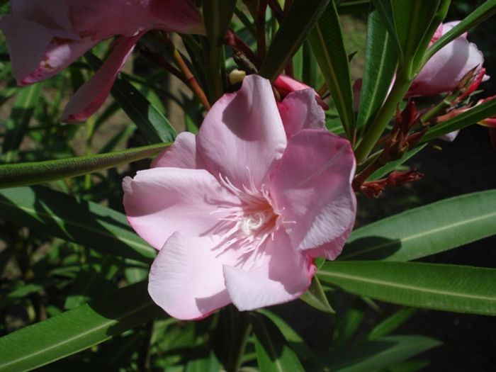 parfum (1)
