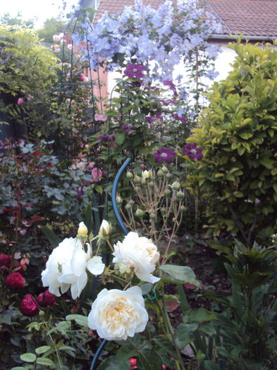 DSC04193 - 2016 Gradina rozelor