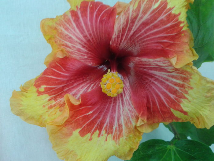 GERALD  DEER - HIBISCUS 2016