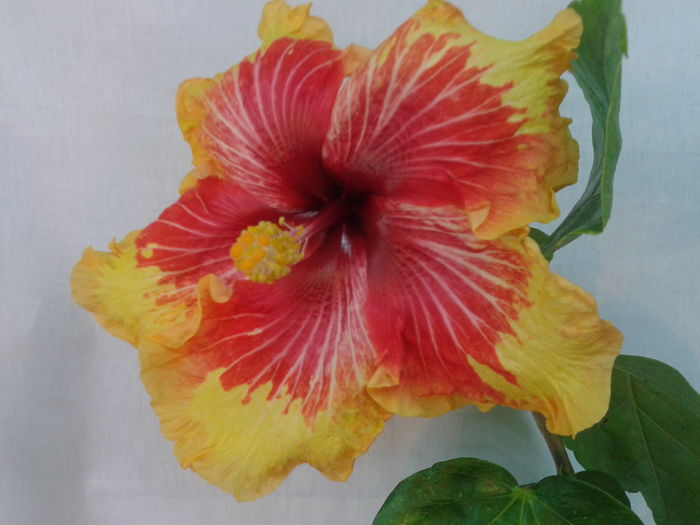 Fotografie0712 - HIBISCUS 2016