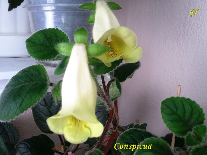 Conspicua (18-06-2016)