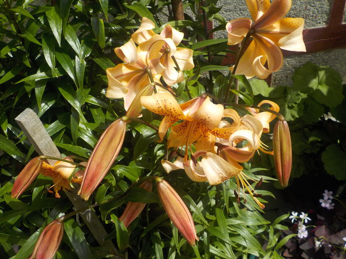 henry - crini de gradina