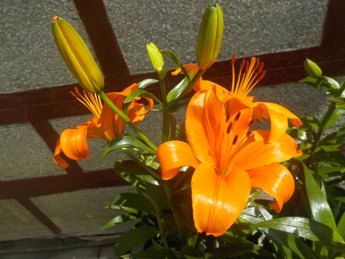 asiatic portocaliu - crini de gradina