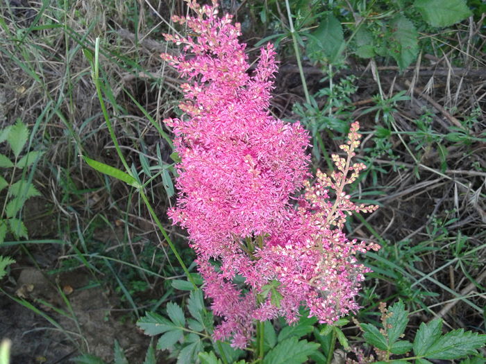 20160610_193442 - Astilbe