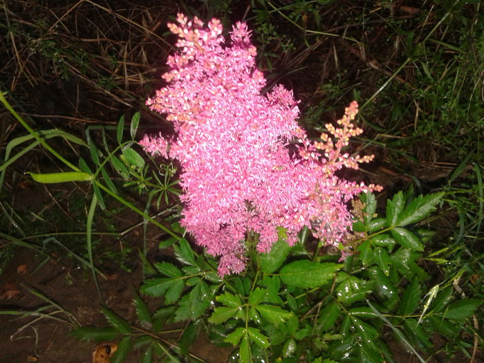 20160611_200438 - Astilbe