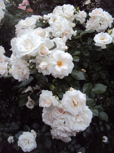 DSC03028 - Aspirin Rose