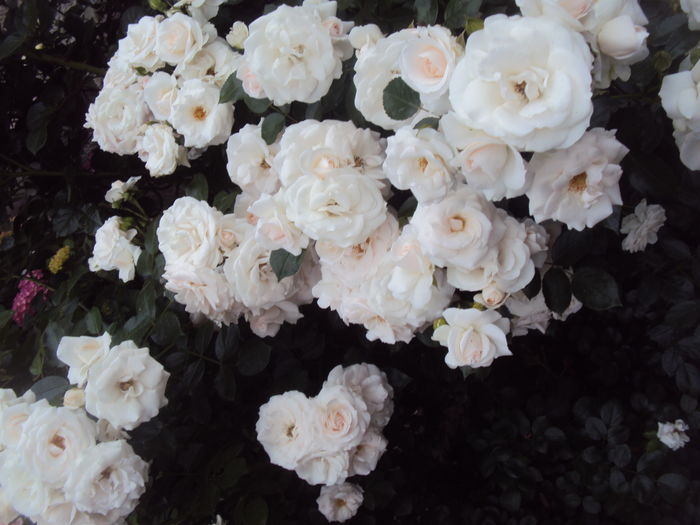 DSC03029 - Aspirin Rose