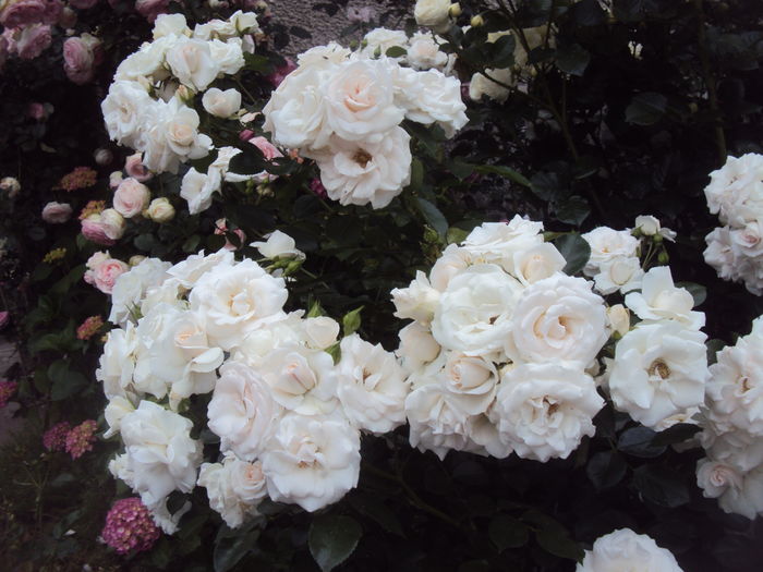 DSC03031 - Aspirin Rose
