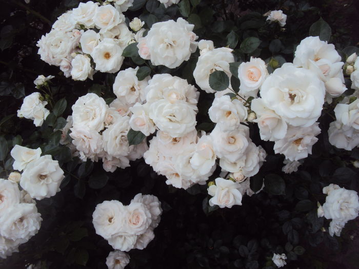 DSC03032 - Aspirin Rose