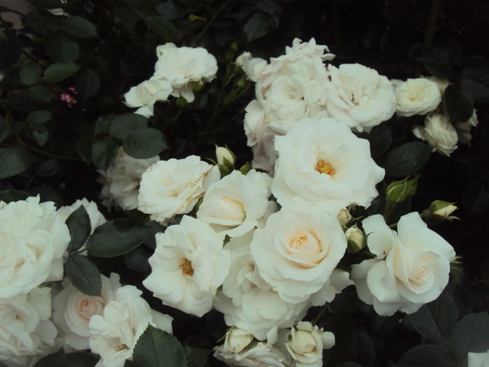 DSC03039 - Aspirin Rose