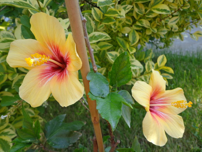 DSC04002 - A1-HIBISCUS 2016