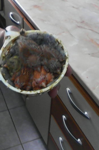 Agati si bacar - Canari la cuib -2016