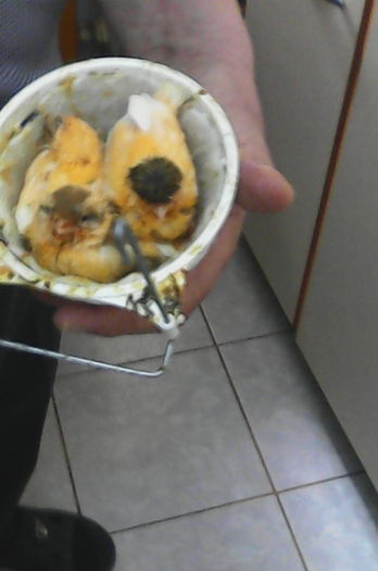 Glosteri - Canari la cuib -2016