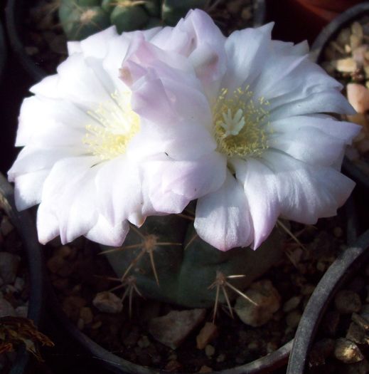Gymnocalycium - Cactusi
