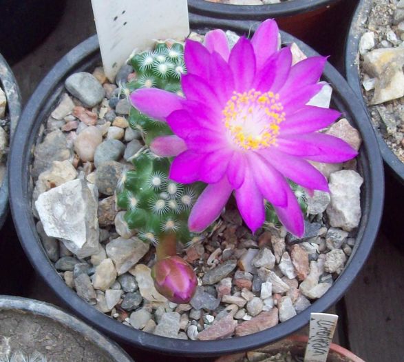 Mammillaria saboae ssp. haudeana - Cactusi