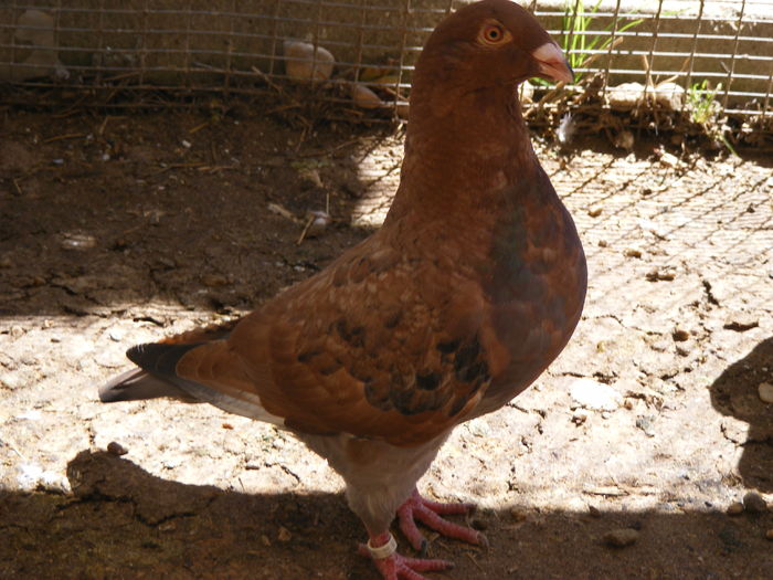 PUI 2016 vindut iun.2016