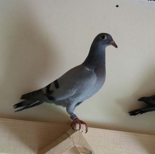 edited_1464208242306