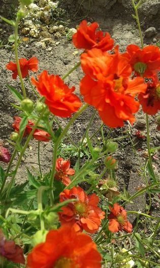 20160618_085544 - GERANIUM