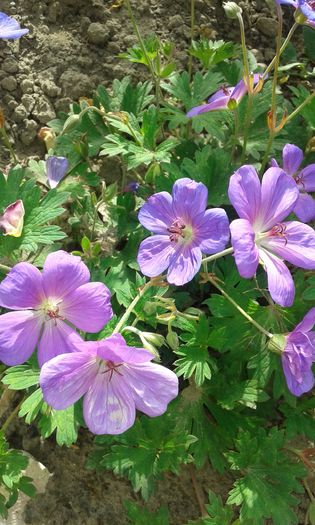 20160618_085417 - GERANIUM