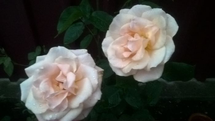 WP_20160618_21_23_08_Pro