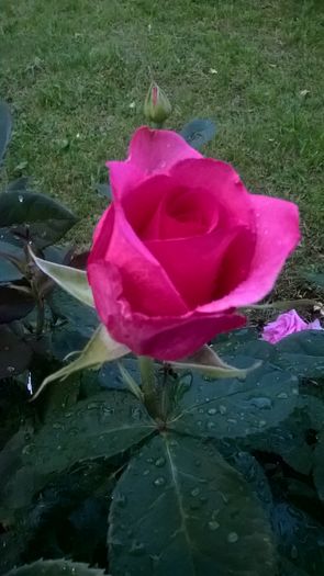 WP_20160618_21_09_07_Pro