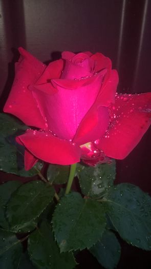 WP_20160618_21_03_36_Pro