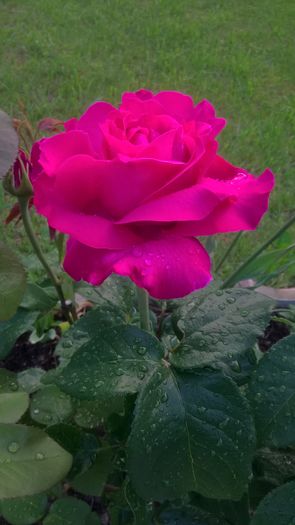 WP_20160618_21_00_40_Pro