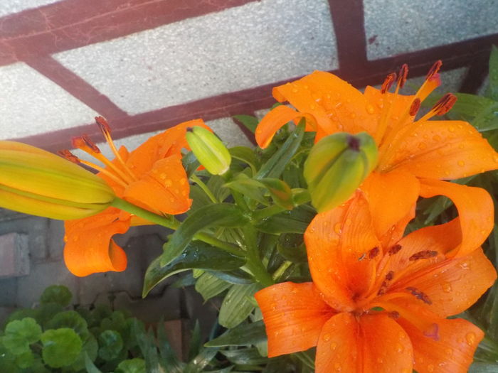 DSCN0205[1] - crini de gradina