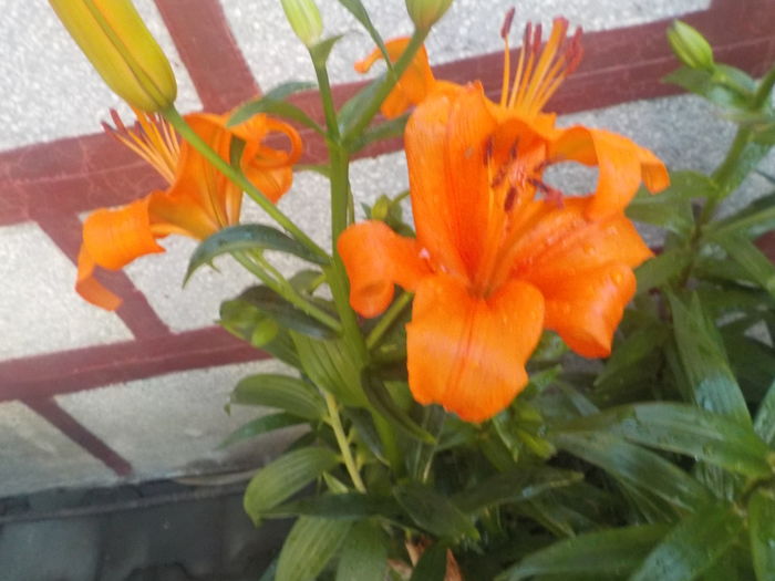 DSCN0206[1] - crini de gradina