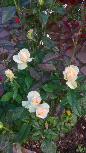 WP_20160618_20_59_51_Pro