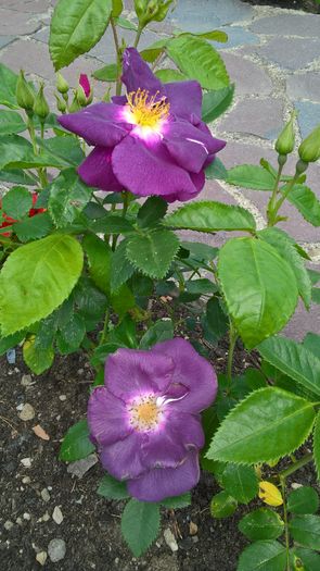 WP_20160618_12_13_04_Pro