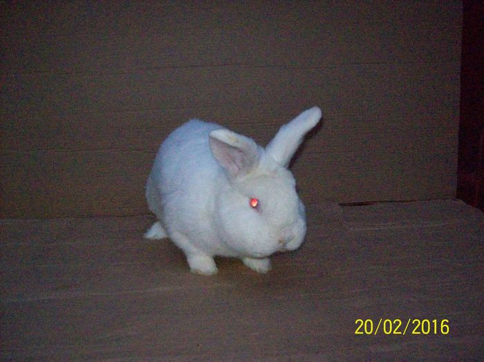 100_5109 - 2016 neozeelandez alb