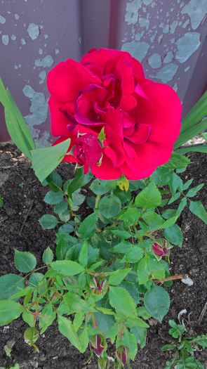 WP_20160618_08_11_47_Pro