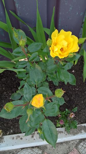 WP_20160618_08_11_55_Pro