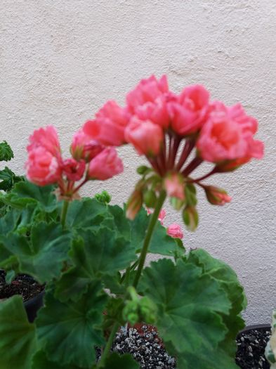 20160618_191731 - MUSCATE