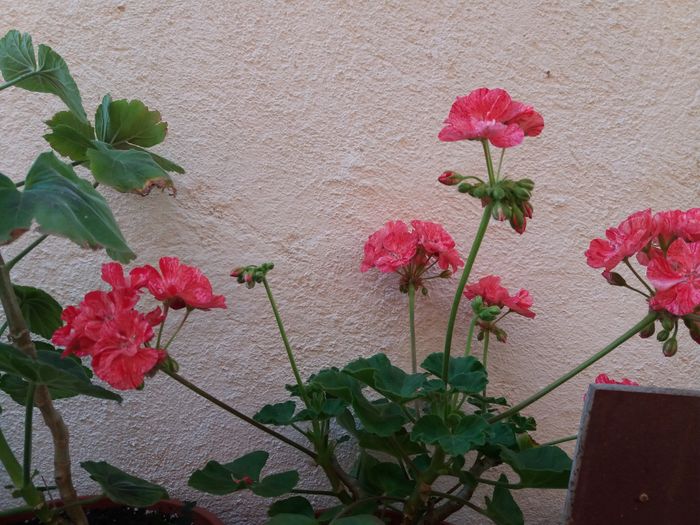 20160618_191619 - MUSCATE