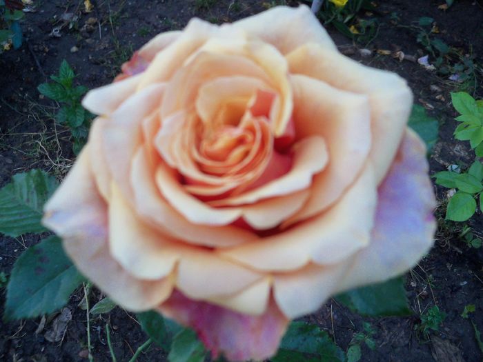 100_6151 - z trandafiri Dimov