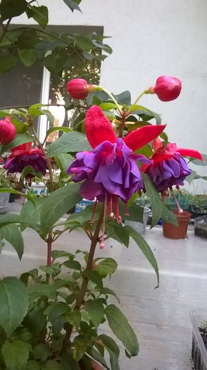 WP_20160617_09_39_32_Pro - Fucsii 2016