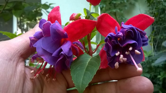 WP_20160617_09_40_22_Pro - Fucsii 2016