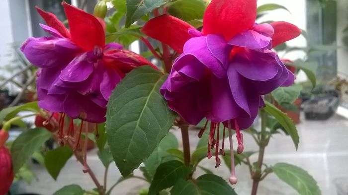 WP_20160618_18_55_23_Pro - Fucsii 2016