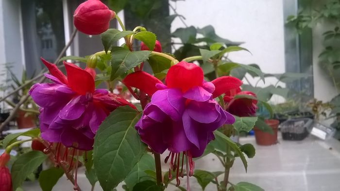 WP_20160618_18_55_30_Pro - Fucsii 2016