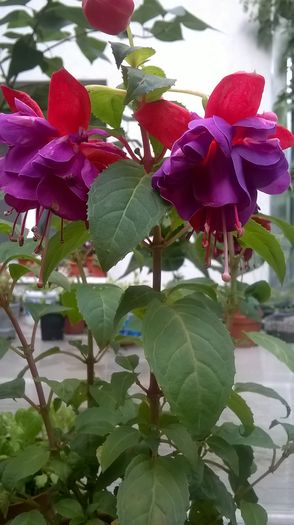 WP_20160618_18_55_52_Pro - Fucsii 2016