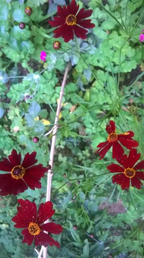 WP_20160618_19_27_33_Pro - Flori de gradina 2016