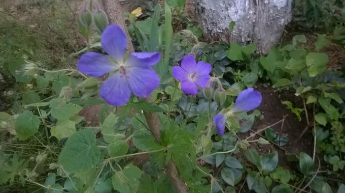 WP_20160618_19_28_42_Pro - Flori de gradina 2016