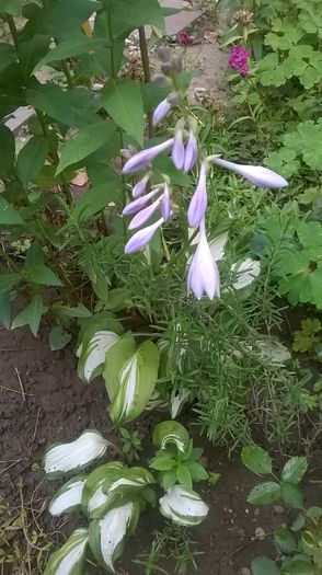 WP_20160618_19_29_54_Pro - Flori de gradina 2016