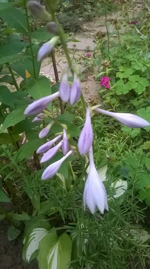 WP_20160618_19_30_03_Pro - Flori de gradina 2016