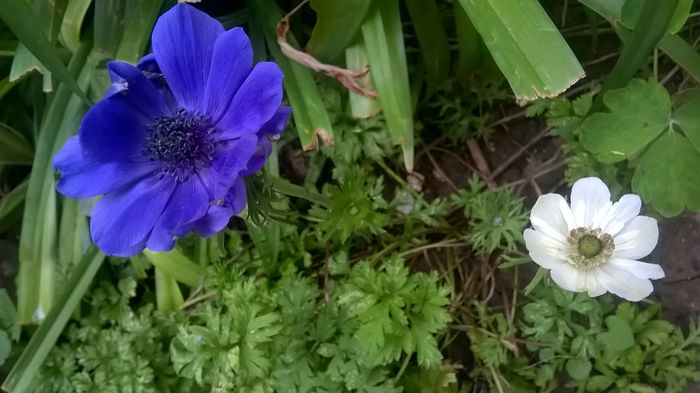 WP_20160618_19_30_17_Pro - Flori de gradina 2016