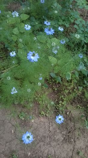 WP_20160521_09_17_01_Pro - Flori de gradina 2016